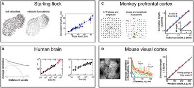 Scale-Free Dynamics in Animal Groups and Brain Networks